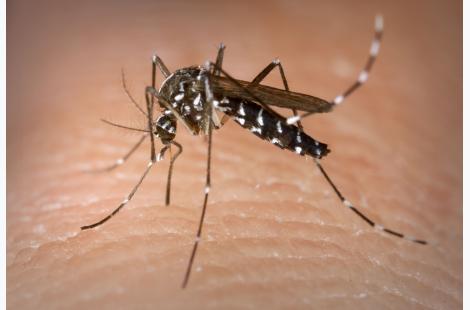 Premier cas de dengue autochtone détecté dans le Var