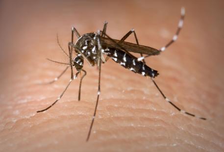 Aedes Albopictus dit moustique tigre