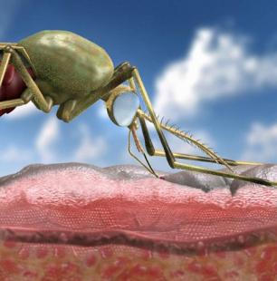 Moustique se nourrissant de sang humain. Image de synthèse.
