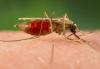Le changement climatique pèse sur la bataille contre le paludisme, prévient l'OMS