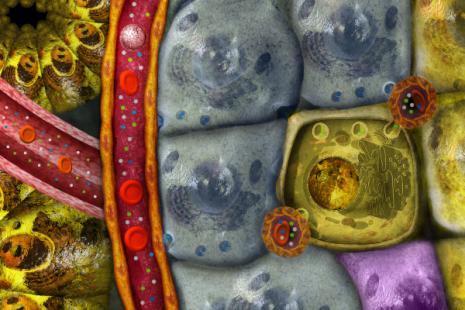 Ilot de Langerhans, groupement cellulaire contenu dans le pancréas. Il est composé de cinq types de cellules : les cellules alpha (bleu), les…