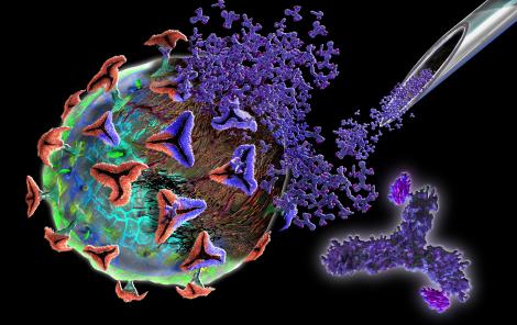 Il est désormais possible de faire produire aux cellules des anticorps neutralisants