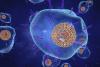 Sars-CoV-2, CMV : la mesure de l'immunité cellulaire T utile chez les immunodéprimés, des tests plus standardisés
