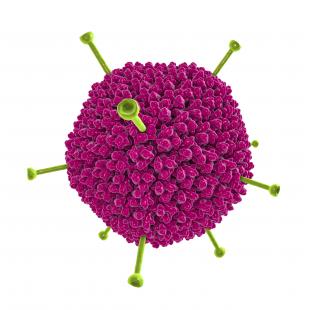 la possibilité d’une cotoxicité associant un adénovirus à un autre virus