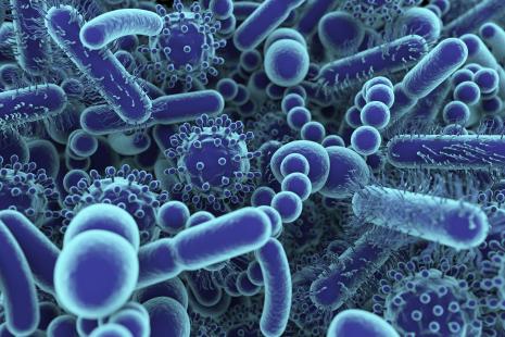 Lors de la réaction au sevrage, le microbiote subit une forte expansion induisant une vigoureuse réponse immunitaire