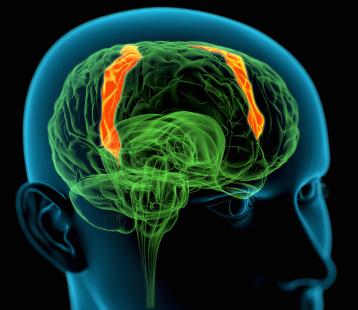 Grâce à la neuroplasticité, le cortex moteur peut se réorganiser sous l’influence de l’entraînement musculaire