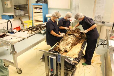 L'autopsie a été réalisée à l'institut médicolégal de Toulouse,
