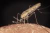 Paludisme : l'OMS recommande un second vaccin pour les enfants