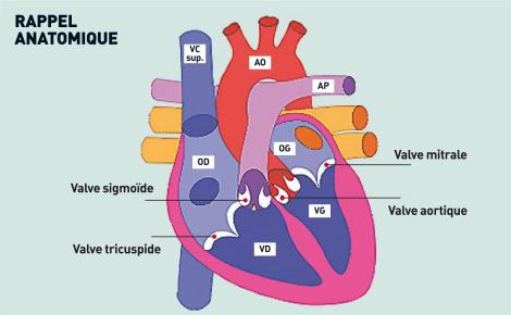 Schéma anatomique des quatre cavités cardiaques et de leurs valves